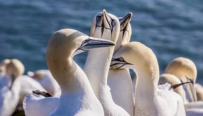 开云体育-沃尔夫斯堡迎战多特蒙德，争取三分，沃尔夫斯堡队