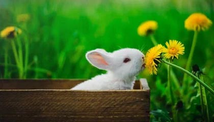 kaiyun体育-争夺荣誉巅峰，亚冠比赛难分伯仲，亚冠晋级赛